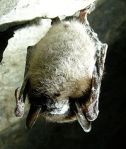 Little_Brown_Bat_with_White_Nose_Syndrome.Wikipedia